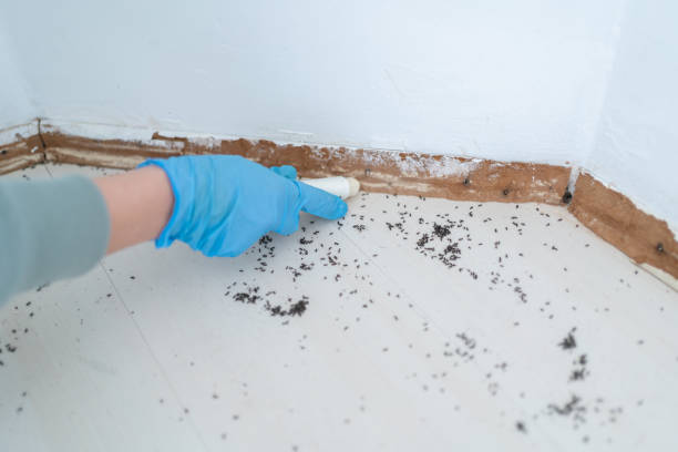 Best Mosquito Control Services  in Olean, NY
